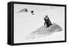 Awesome South Africa Collection B&W - Penguin Lovers II-Philippe Hugonnard-Framed Stretched Canvas