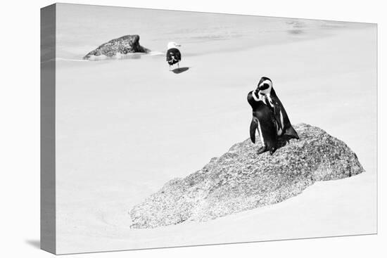 Awesome South Africa Collection B&W - Penguin Lovers II-Philippe Hugonnard-Stretched Canvas