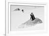 Awesome South Africa Collection B&W - Penguin Lovers II-Philippe Hugonnard-Framed Photographic Print