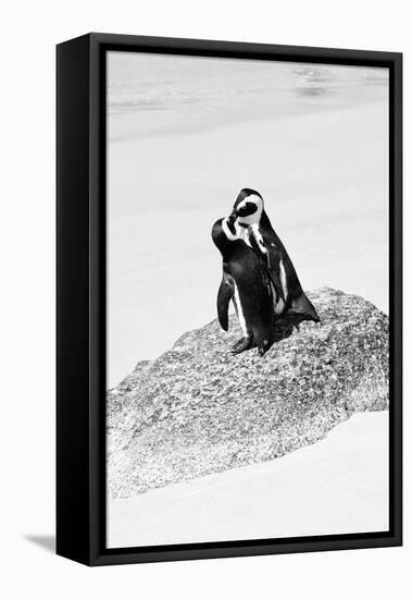 Awesome South Africa Collection B&W - Penguin Lovers III-Philippe Hugonnard-Framed Stretched Canvas