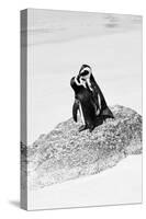 Awesome South Africa Collection B&W - Penguin Lovers III-Philippe Hugonnard-Stretched Canvas