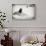 Awesome South Africa Collection B&W - Penguin Lovers-Philippe Hugonnard-Photographic Print displayed on a wall