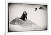 Awesome South Africa Collection B&W - Penguin Lovers-Philippe Hugonnard-Framed Photographic Print