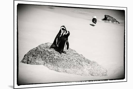 Awesome South Africa Collection B&W - Penguin Lovers-Philippe Hugonnard-Mounted Photographic Print