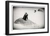 Awesome South Africa Collection B&W - Penguin Lovers-Philippe Hugonnard-Framed Photographic Print