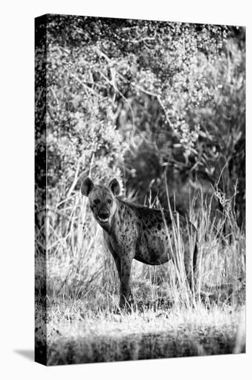 Awesome South Africa Collection B&W - Portrait of a Brown Hyena-Philippe Hugonnard-Stretched Canvas