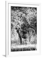 Awesome South Africa Collection B&W - Portrait of a Brown Hyena-Philippe Hugonnard-Framed Photographic Print