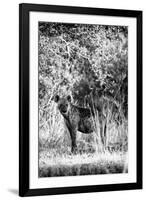 Awesome South Africa Collection B&W - Portrait of a Brown Hyena-Philippe Hugonnard-Framed Photographic Print