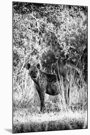 Awesome South Africa Collection B&W - Portrait of a Brown Hyena-Philippe Hugonnard-Mounted Photographic Print