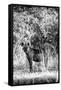 Awesome South Africa Collection B&W - Portrait of a Brown Hyena-Philippe Hugonnard-Framed Stretched Canvas