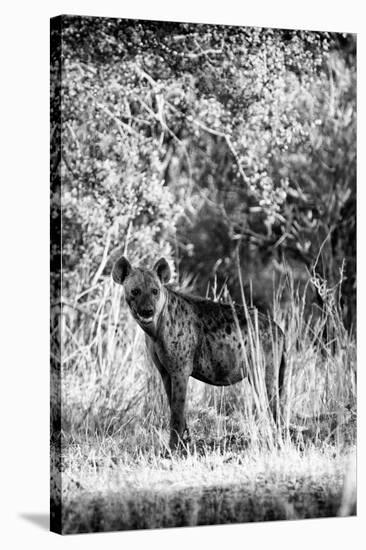 Awesome South Africa Collection B&W - Portrait of a Brown Hyena-Philippe Hugonnard-Stretched Canvas