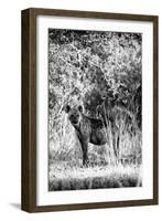 Awesome South Africa Collection B&W - Portrait of a Brown Hyena-Philippe Hugonnard-Framed Photographic Print