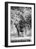 Awesome South Africa Collection B&W - Portrait of a Brown Hyena-Philippe Hugonnard-Framed Photographic Print