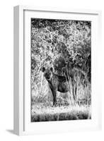 Awesome South Africa Collection B&W - Portrait of a Brown Hyena-Philippe Hugonnard-Framed Photographic Print