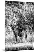 Awesome South Africa Collection B&W - Portrait of a Brown Hyena-Philippe Hugonnard-Mounted Photographic Print