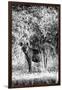 Awesome South Africa Collection B&W - Portrait of a Brown Hyena-Philippe Hugonnard-Framed Photographic Print