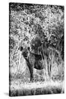 Awesome South Africa Collection B&W - Portrait of a Brown Hyena-Philippe Hugonnard-Stretched Canvas