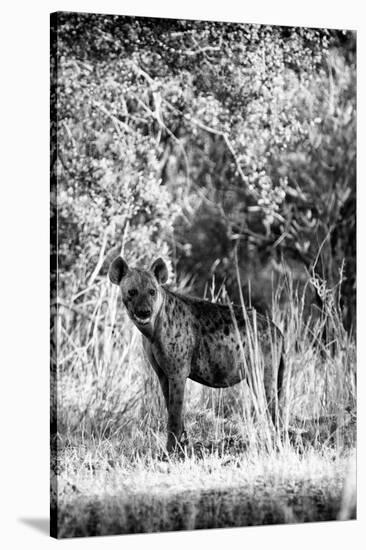 Awesome South Africa Collection B&W - Portrait of a Brown Hyena-Philippe Hugonnard-Stretched Canvas