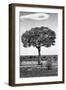 Awesome South Africa Collection B&W - Portrait of an Acacia Tree II-Philippe Hugonnard-Framed Photographic Print