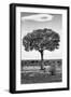 Awesome South Africa Collection B&W - Portrait of an Acacia Tree II-Philippe Hugonnard-Framed Photographic Print