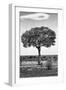 Awesome South Africa Collection B&W - Portrait of an Acacia Tree II-Philippe Hugonnard-Framed Photographic Print