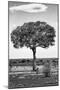 Awesome South Africa Collection B&W - Portrait of an Acacia Tree II-Philippe Hugonnard-Mounted Photographic Print