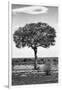 Awesome South Africa Collection B&W - Portrait of an Acacia Tree II-Philippe Hugonnard-Framed Photographic Print