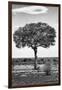 Awesome South Africa Collection B&W - Portrait of an Acacia Tree II-Philippe Hugonnard-Framed Photographic Print