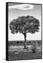 Awesome South Africa Collection B&W - Portrait of an Acacia Tree II-Philippe Hugonnard-Framed Stretched Canvas