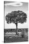 Awesome South Africa Collection B&W - Portrait of an Acacia Tree II-Philippe Hugonnard-Stretched Canvas