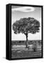 Awesome South Africa Collection B&W - Portrait of an Acacia Tree II-Philippe Hugonnard-Framed Stretched Canvas