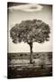 Awesome South Africa Collection B&W - Portrait of an Acacia Tree-Philippe Hugonnard-Stretched Canvas