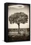 Awesome South Africa Collection B&W - Portrait of an Acacia Tree-Philippe Hugonnard-Framed Stretched Canvas