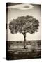 Awesome South Africa Collection B&W - Portrait of an Acacia Tree-Philippe Hugonnard-Stretched Canvas