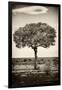 Awesome South Africa Collection B&W - Portrait of an Acacia Tree-Philippe Hugonnard-Framed Photographic Print