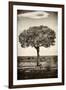 Awesome South Africa Collection B&W - Portrait of an Acacia Tree-Philippe Hugonnard-Framed Photographic Print