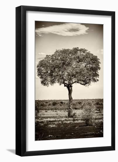 Awesome South Africa Collection B&W - Portrait of an Acacia Tree-Philippe Hugonnard-Framed Photographic Print