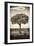 Awesome South Africa Collection B&W - Portrait of an Acacia Tree-Philippe Hugonnard-Framed Photographic Print