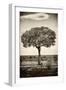 Awesome South Africa Collection B&W - Portrait of an Acacia Tree-Philippe Hugonnard-Framed Photographic Print