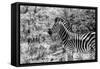 Awesome South Africa Collection B&W - Portrait of Burchell's Zebra I-Philippe Hugonnard-Framed Stretched Canvas