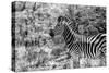 Awesome South Africa Collection B&W - Portrait of Burchell's Zebra I-Philippe Hugonnard-Stretched Canvas