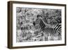 Awesome South Africa Collection B&W - Portrait of Burchell's Zebra I-Philippe Hugonnard-Framed Photographic Print