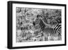 Awesome South Africa Collection B&W - Portrait of Burchell's Zebra I-Philippe Hugonnard-Framed Photographic Print