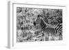 Awesome South Africa Collection B&W - Portrait of Burchell's Zebra I-Philippe Hugonnard-Framed Photographic Print