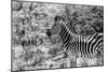 Awesome South Africa Collection B&W - Portrait of Burchell's Zebra I-Philippe Hugonnard-Mounted Photographic Print
