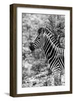 Awesome South Africa Collection B&W - Portrait of Burchell's Zebra II-Philippe Hugonnard-Framed Photographic Print