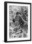 Awesome South Africa Collection B&W - Portrait of Burchell's Zebra II-Philippe Hugonnard-Framed Photographic Print