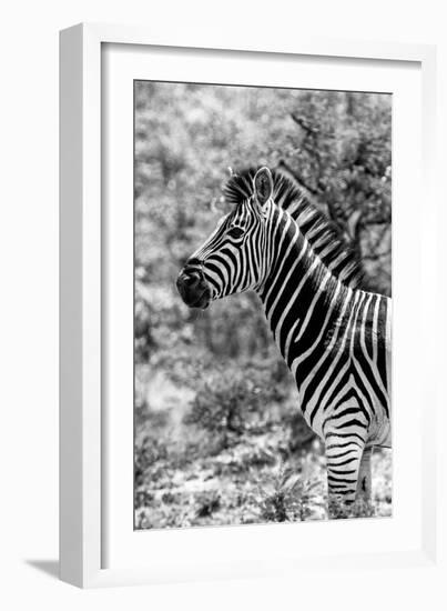 Awesome South Africa Collection B&W - Portrait of Burchell's Zebra II-Philippe Hugonnard-Framed Photographic Print