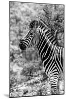 Awesome South Africa Collection B&W - Portrait of Burchell's Zebra II-Philippe Hugonnard-Mounted Photographic Print