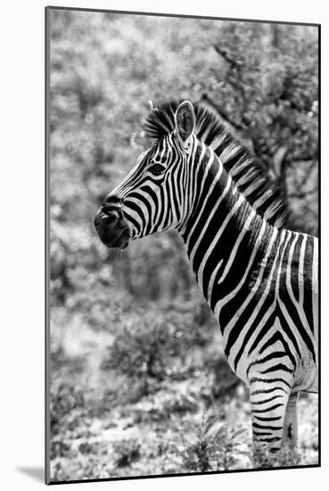 Awesome South Africa Collection B&W - Portrait of Burchell's Zebra II-Philippe Hugonnard-Mounted Photographic Print